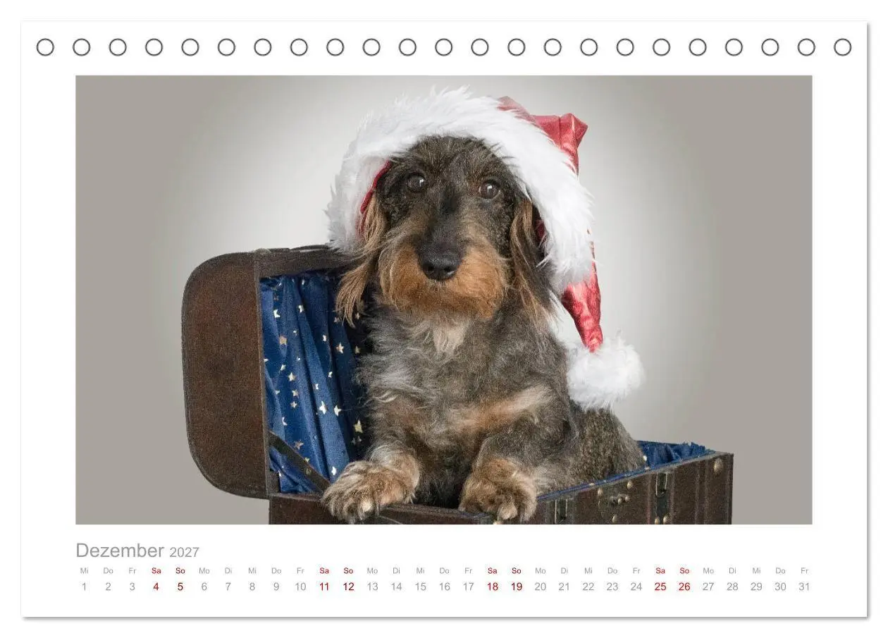 Bild: 9783569536630 | Dackelblicke - ein bezaubernder Rauhaardackel (Tischkalender 2027...
