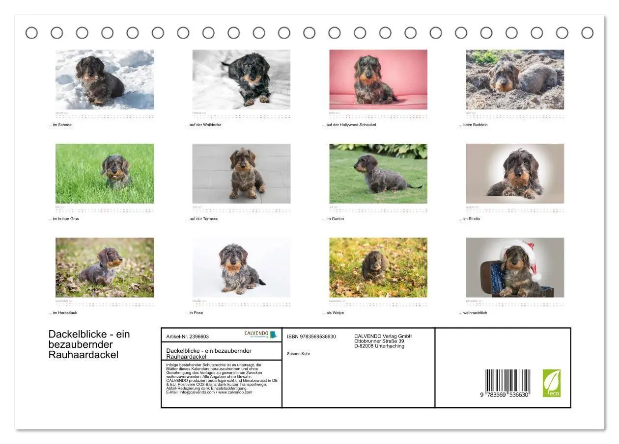 Bild: 9783569536630 | Dackelblicke - ein bezaubernder Rauhaardackel (Tischkalender 2027...