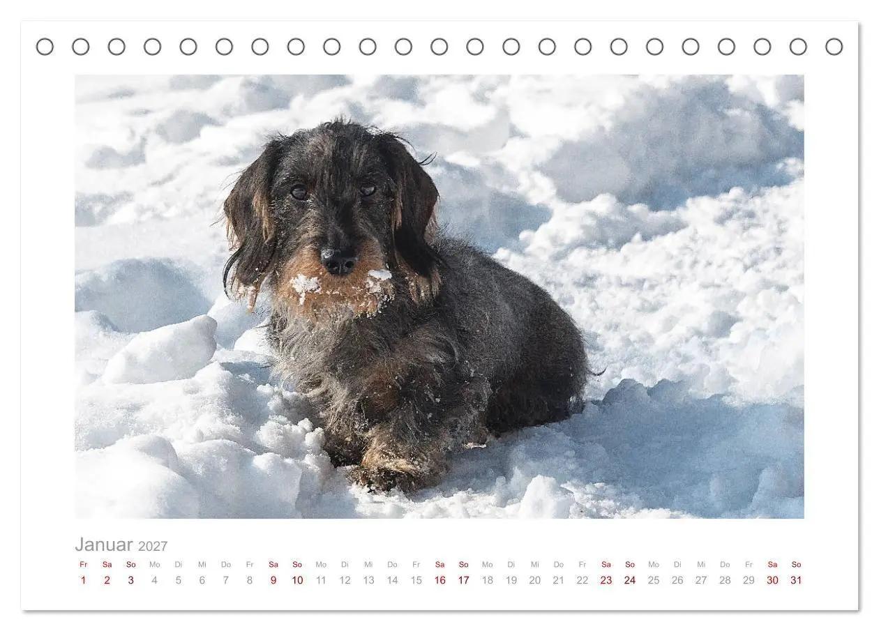 Bild: 9783569536630 | Dackelblicke - ein bezaubernder Rauhaardackel (Tischkalender 2027...