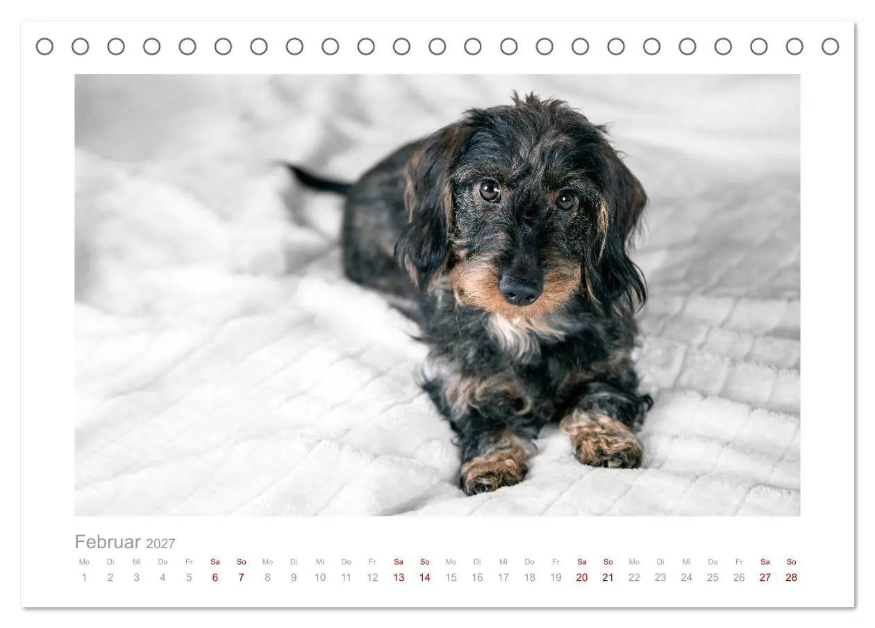 Bild: 9783569536630 | Dackelblicke - ein bezaubernder Rauhaardackel (Tischkalender 2027...