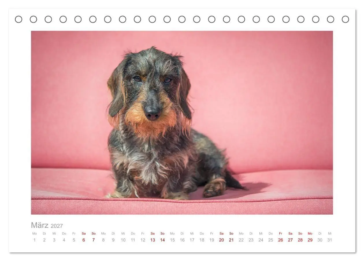 Bild: 9783569536630 | Dackelblicke - ein bezaubernder Rauhaardackel (Tischkalender 2027...