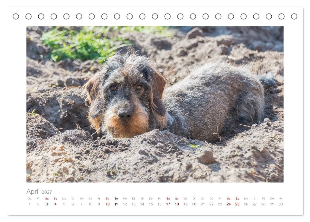 Bild: 9783569536630 | Dackelblicke - ein bezaubernder Rauhaardackel (Tischkalender 2027...