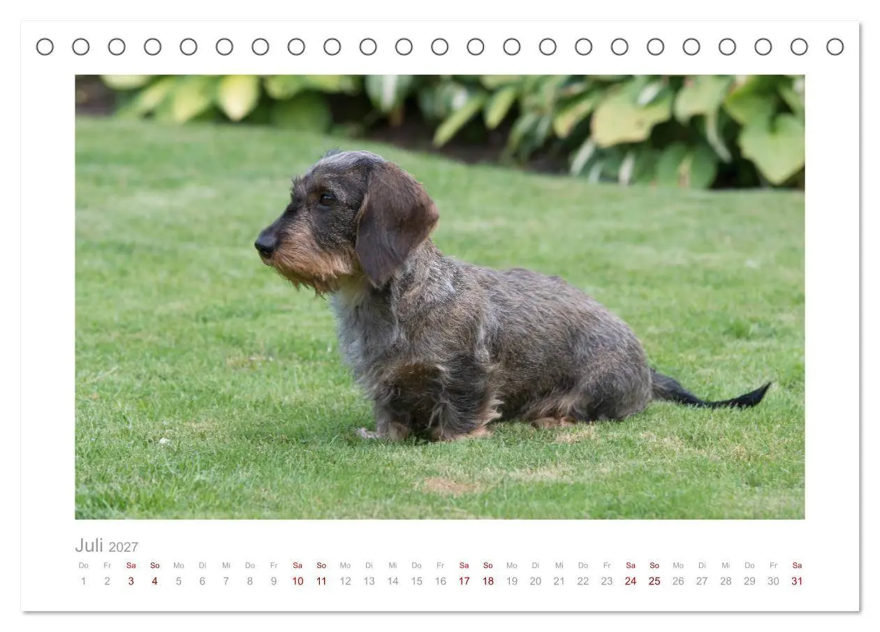 Bild: 9783569536630 | Dackelblicke - ein bezaubernder Rauhaardackel (Tischkalender 2027...