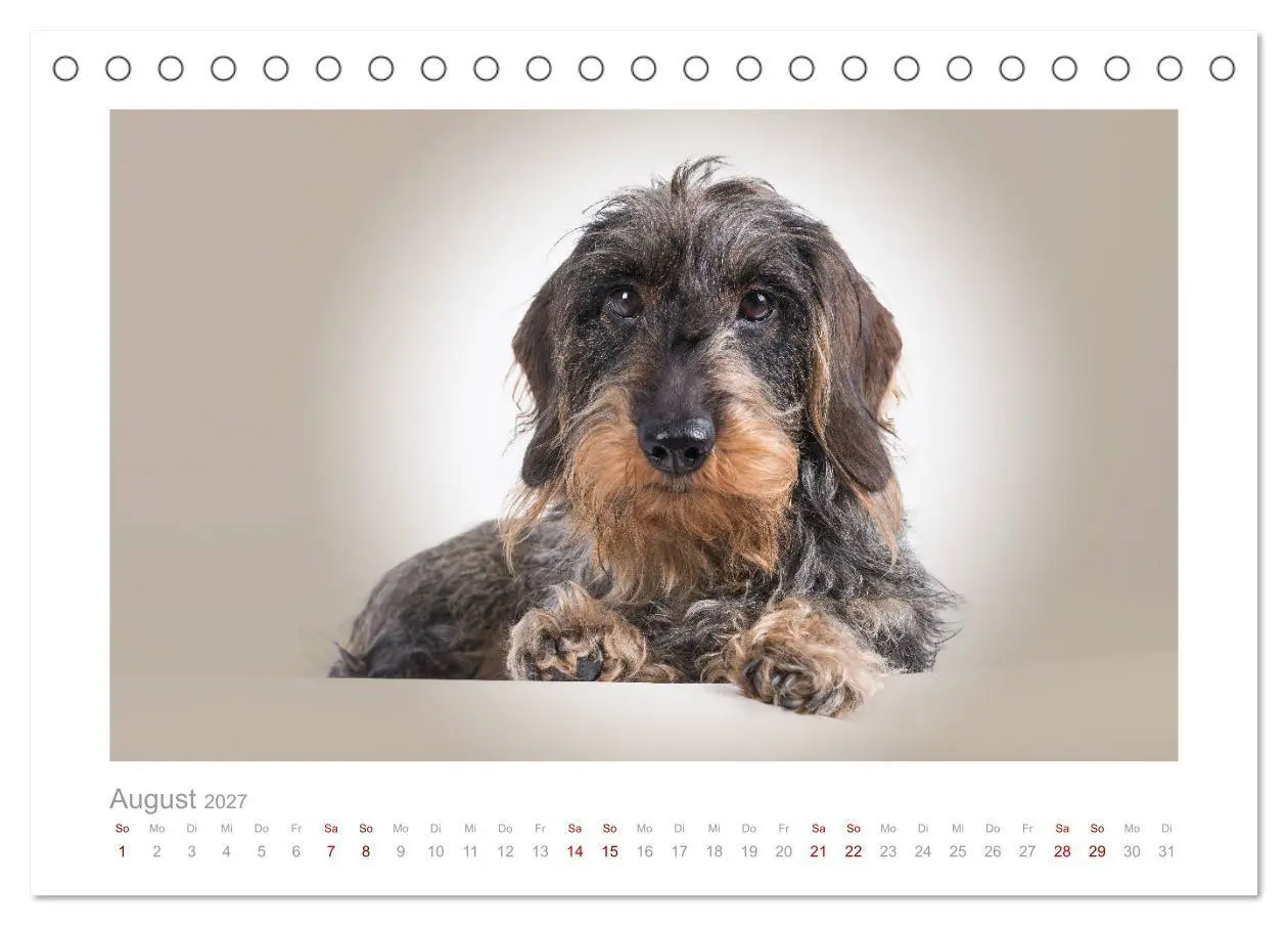 Bild: 9783569536630 | Dackelblicke - ein bezaubernder Rauhaardackel (Tischkalender 2027...