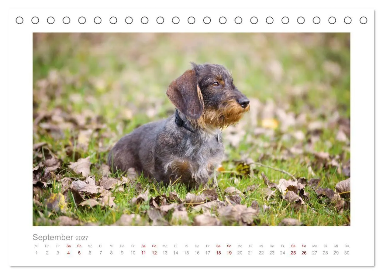 Bild: 9783569536630 | Dackelblicke - ein bezaubernder Rauhaardackel (Tischkalender 2027...