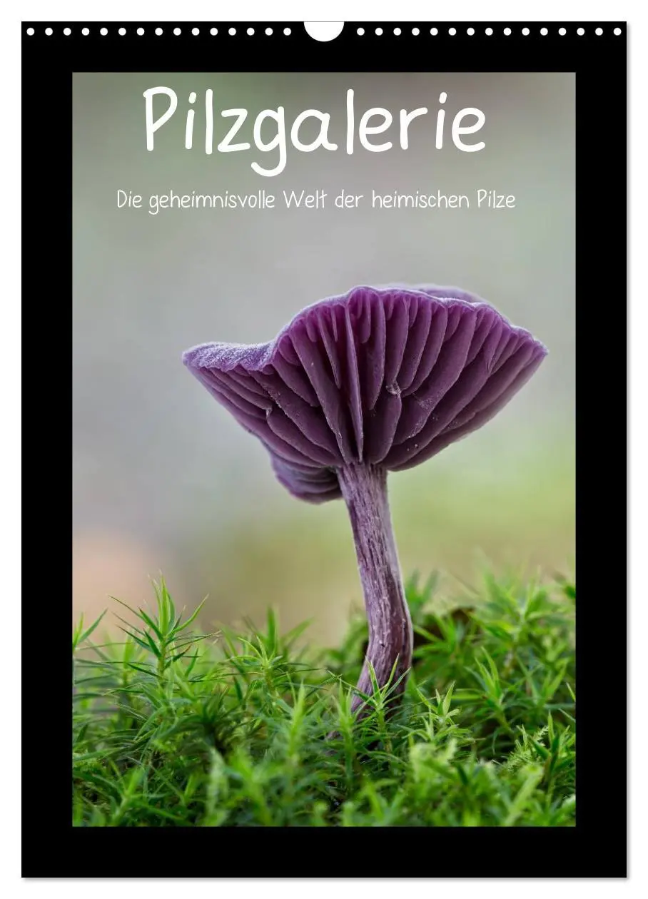Cover: 9783516436730 | Pilzgalerie - Die geheimnisvolle Welt der heimischen Pilze...