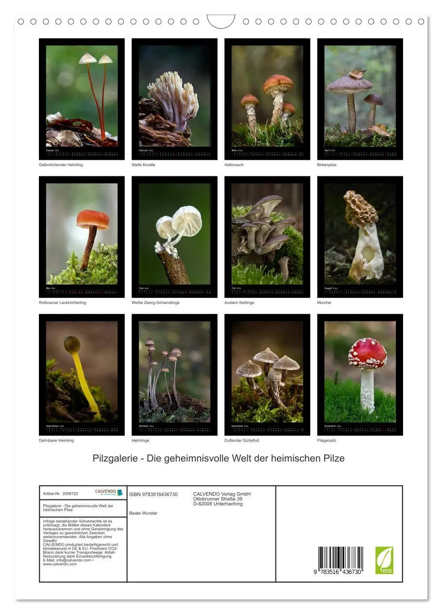 Bild: 9783516436730 | Pilzgalerie - Die geheimnisvolle Welt der heimischen Pilze...