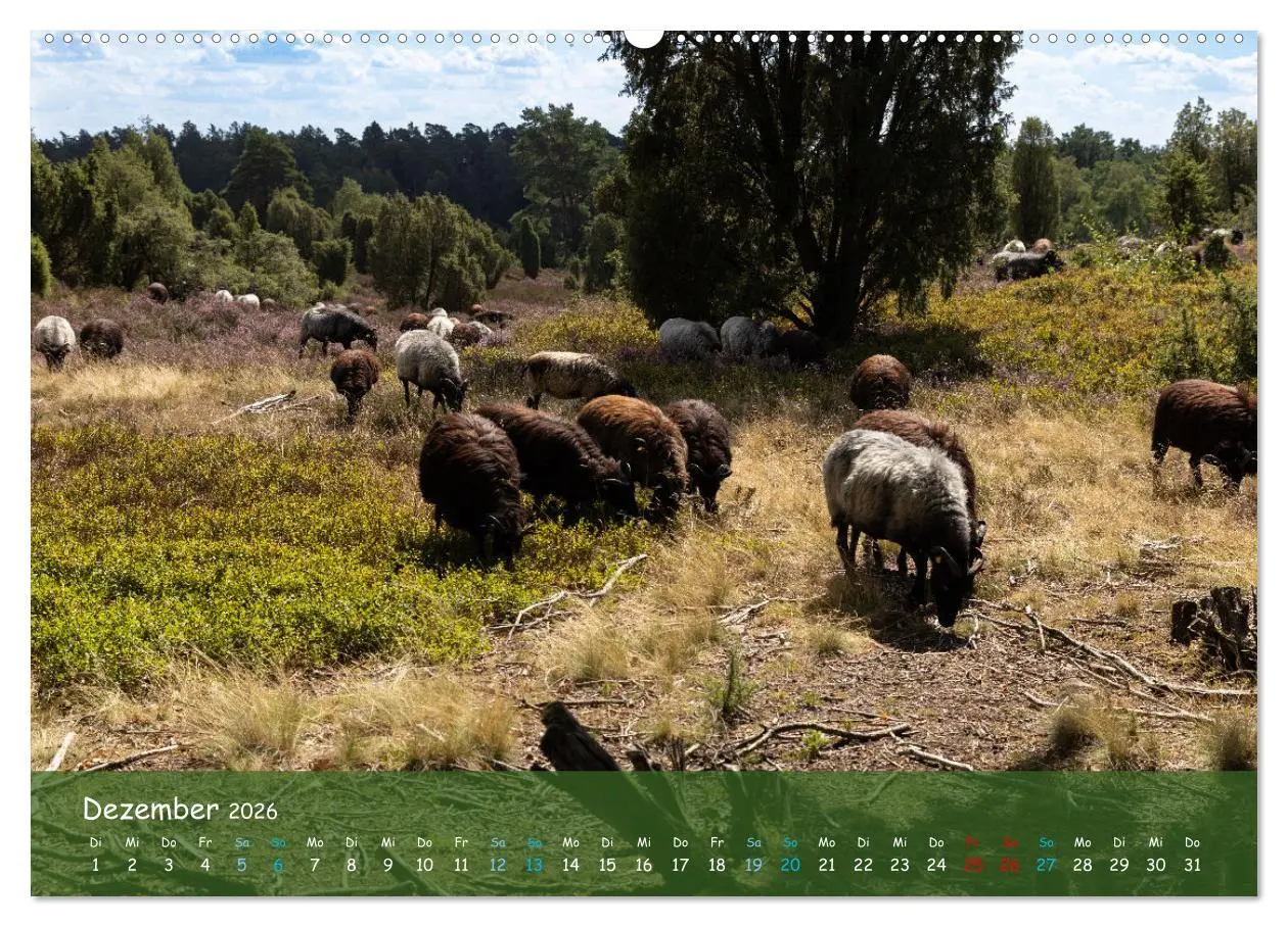 Bild: 9783457566930 | Im Herzen der Lüneburger Heide (Wandkalender 2026 DIN A2 quer),...
