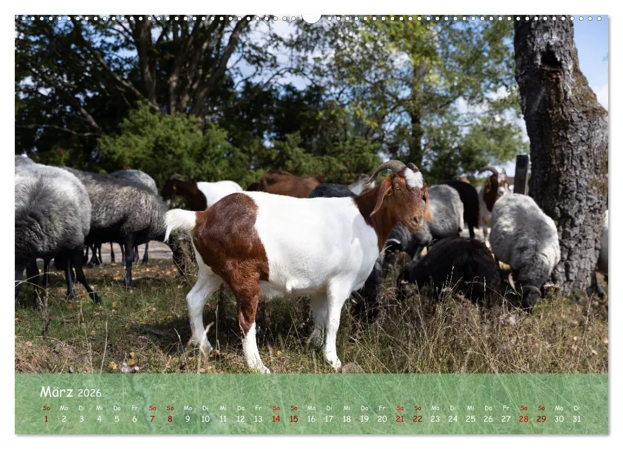 Bild: 9783457566930 | Im Herzen der Lüneburger Heide (Wandkalender 2026 DIN A2 quer),...