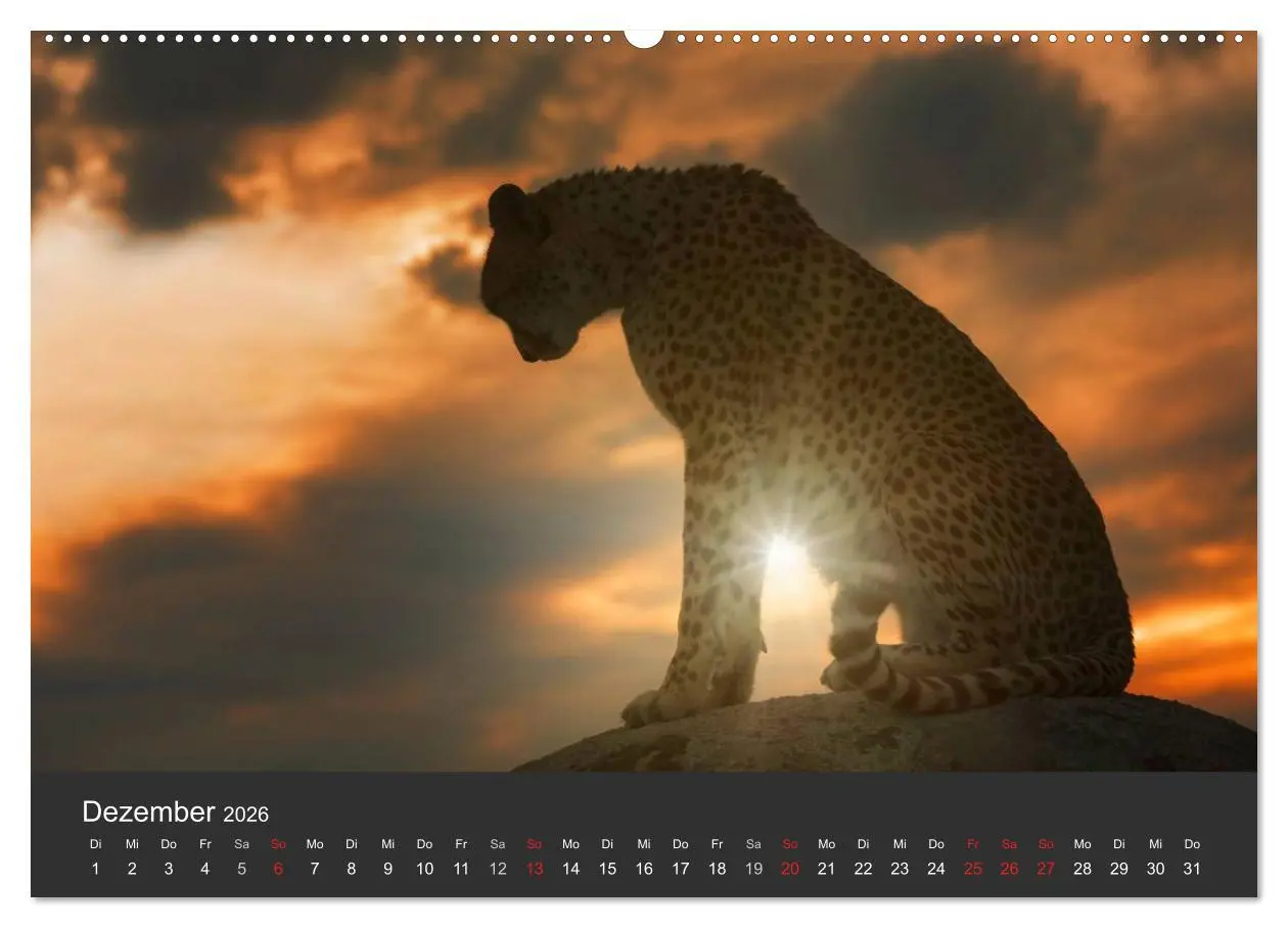 Bild: 9783457946930 | Geparden. Die eleganten Katzen. (Wandkalender 2026 DIN A2 quer),...