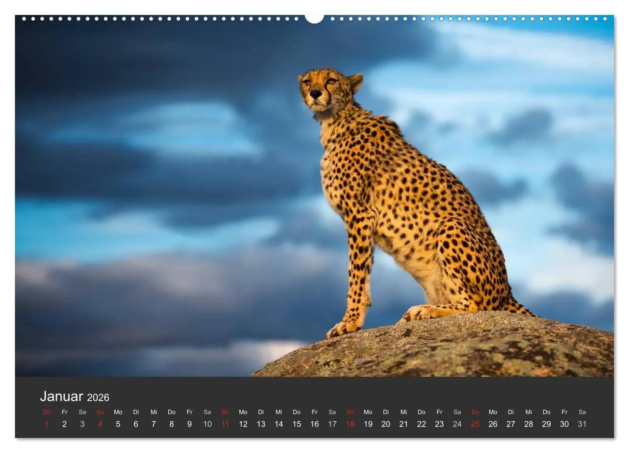 Bild: 9783457946930 | Geparden. Die eleganten Katzen. (Wandkalender 2026 DIN A2 quer),...