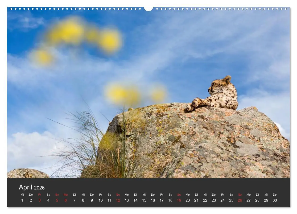Bild: 9783457946930 | Geparden. Die eleganten Katzen. (Wandkalender 2026 DIN A2 quer),...