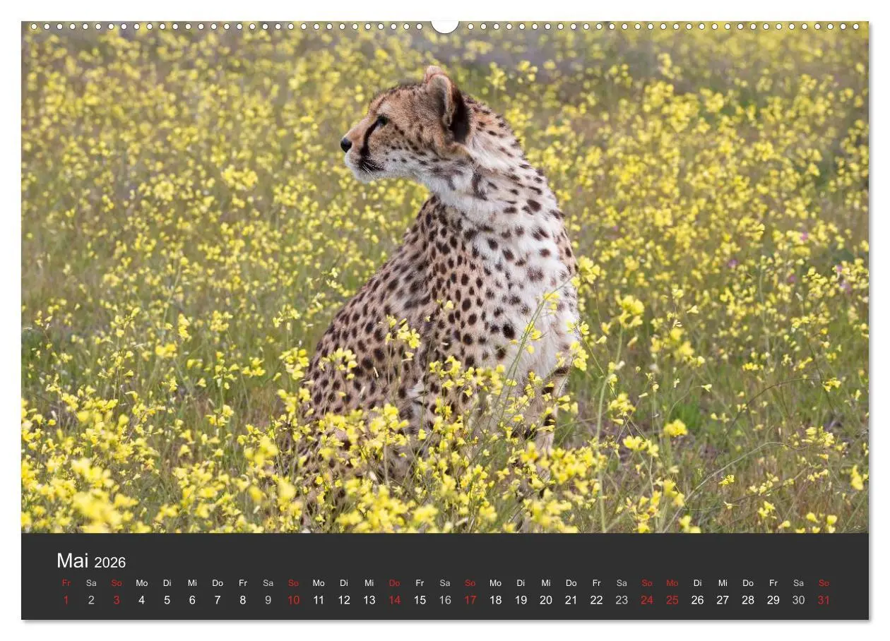 Bild: 9783457946930 | Geparden. Die eleganten Katzen. (Wandkalender 2026 DIN A2 quer),...