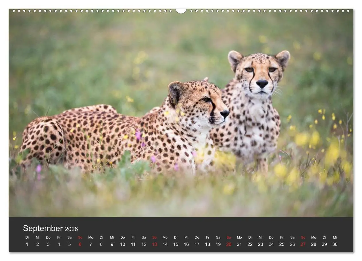Bild: 9783457946930 | Geparden. Die eleganten Katzen. (Wandkalender 2026 DIN A2 quer),...