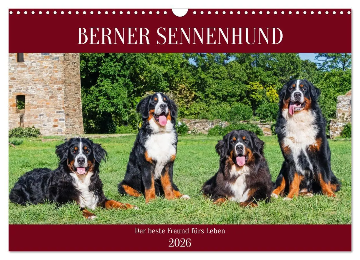 Cover: 9783457387030 | Berner Sennenhund - Der beste Freund fürs Leben (Wandkalender 2026...
