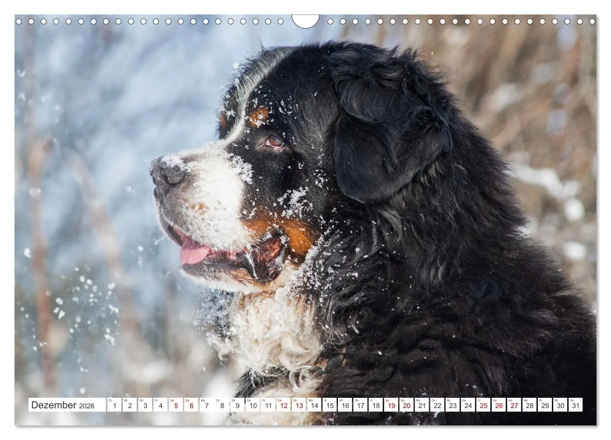 Bild: 9783457387030 | Berner Sennenhund - Der beste Freund fürs Leben (Wandkalender 2026...