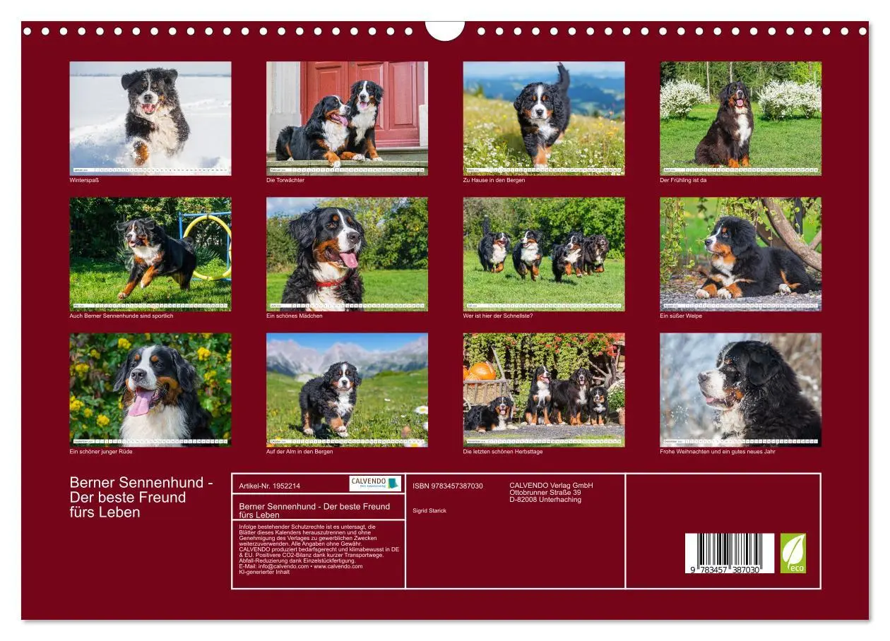Bild: 9783457387030 | Berner Sennenhund - Der beste Freund fürs Leben (Wandkalender 2026...