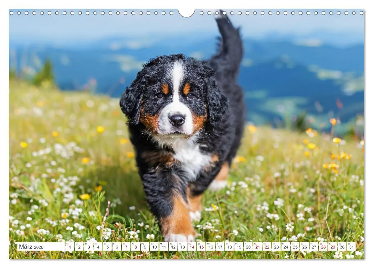 Bild: 9783457387030 | Berner Sennenhund - Der beste Freund fürs Leben (Wandkalender 2026...