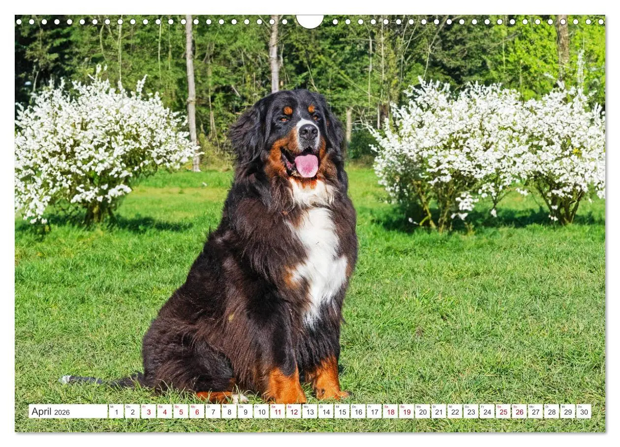 Bild: 9783457387030 | Berner Sennenhund - Der beste Freund fürs Leben (Wandkalender 2026...