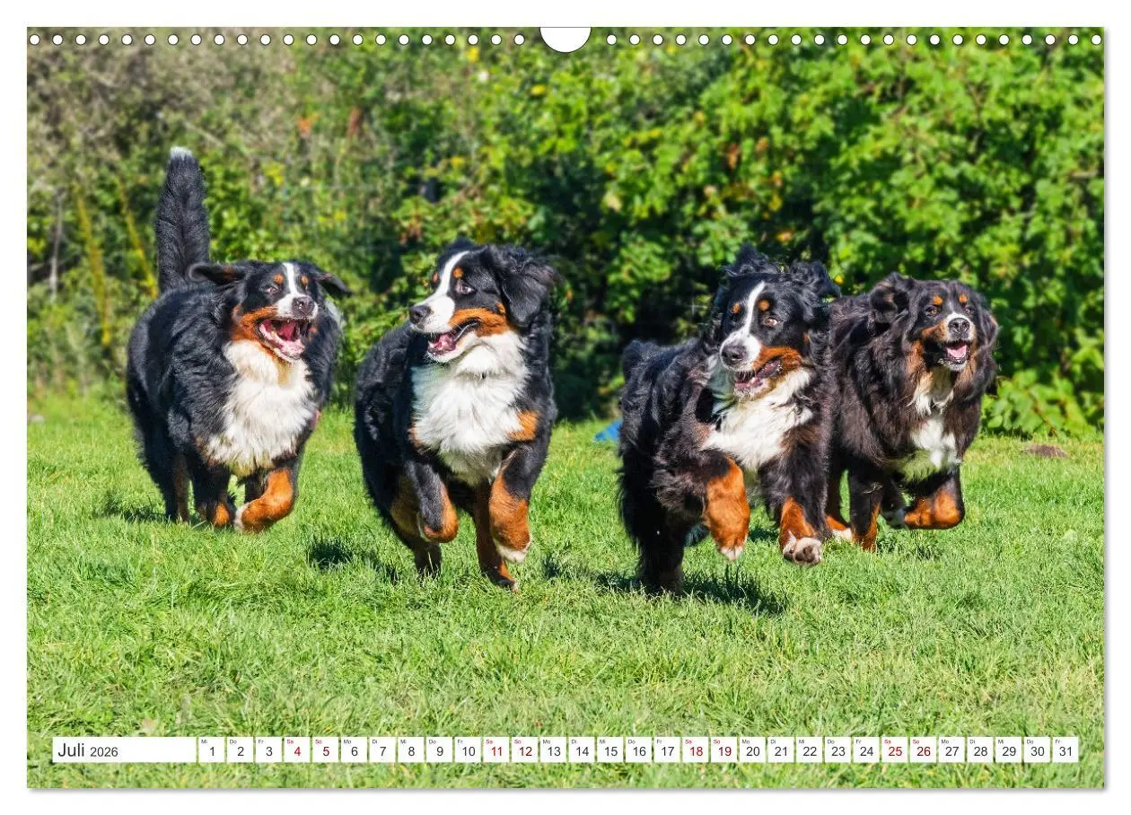 Bild: 9783457387030 | Berner Sennenhund - Der beste Freund fürs Leben (Wandkalender 2026...