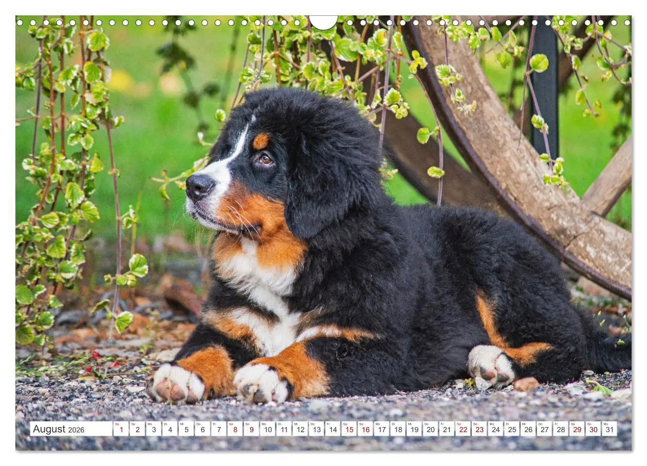 Bild: 9783457387030 | Berner Sennenhund - Der beste Freund fürs Leben (Wandkalender 2026...
