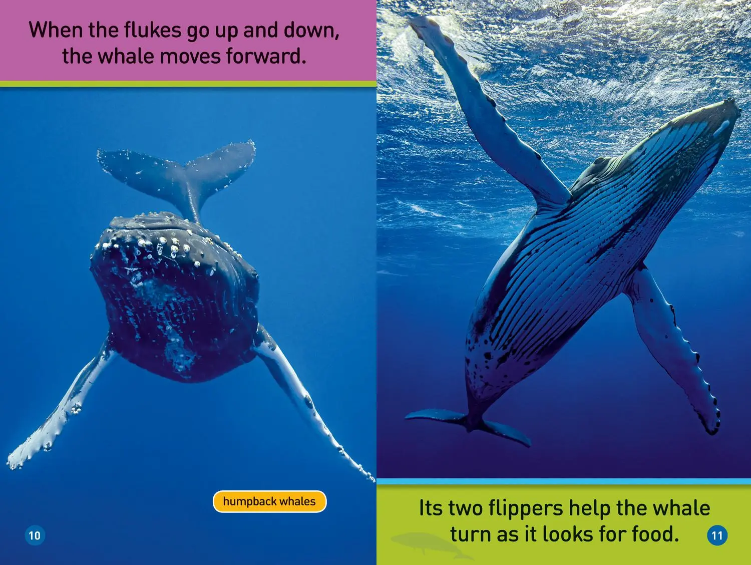 Bild: 9781426337130 | Whales (National Geographic Kids Readers, Pre-Reader) | Taschenbuch