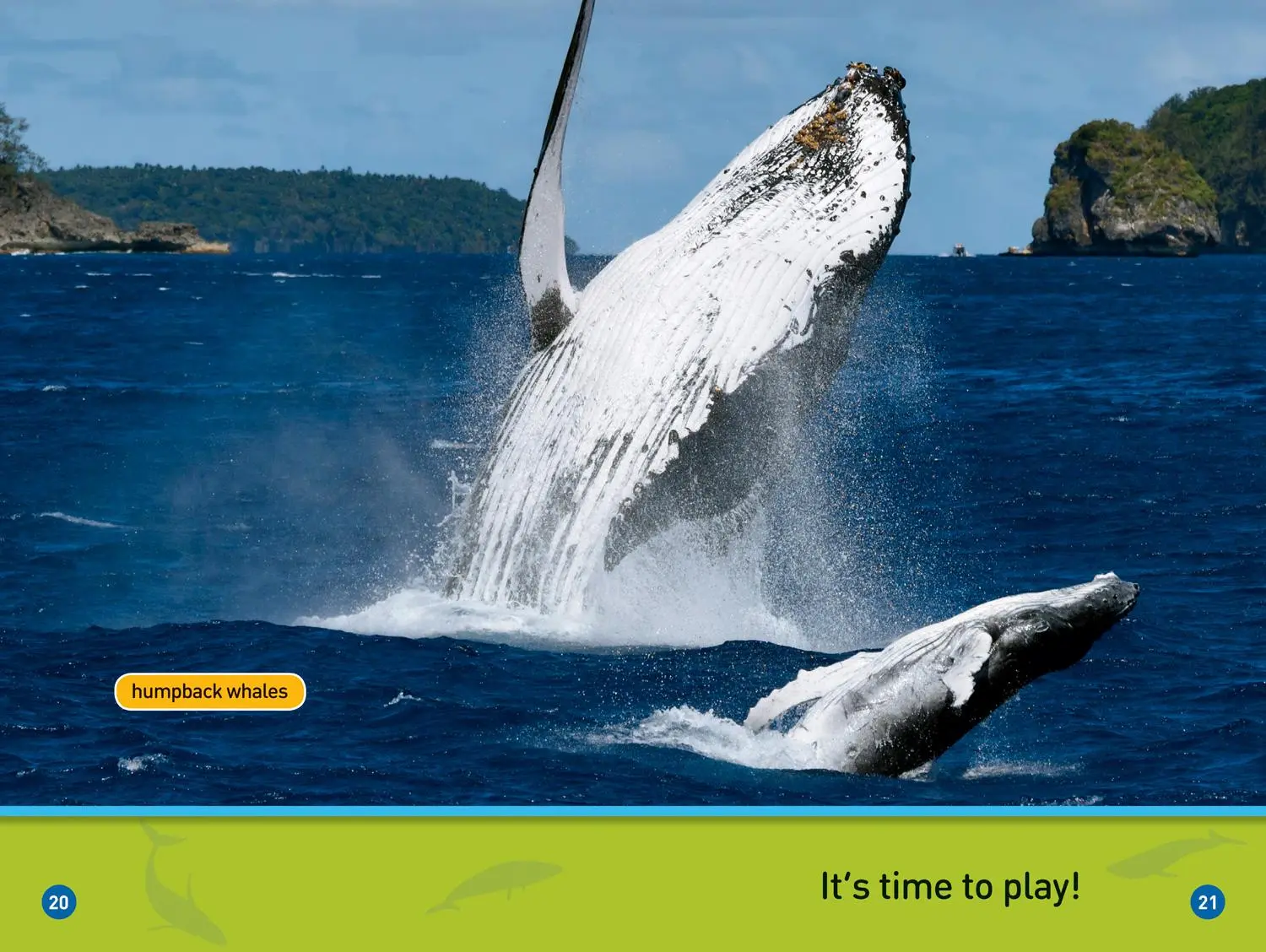 Bild: 9781426337130 | Whales (National Geographic Kids Readers, Pre-Reader) | Taschenbuch