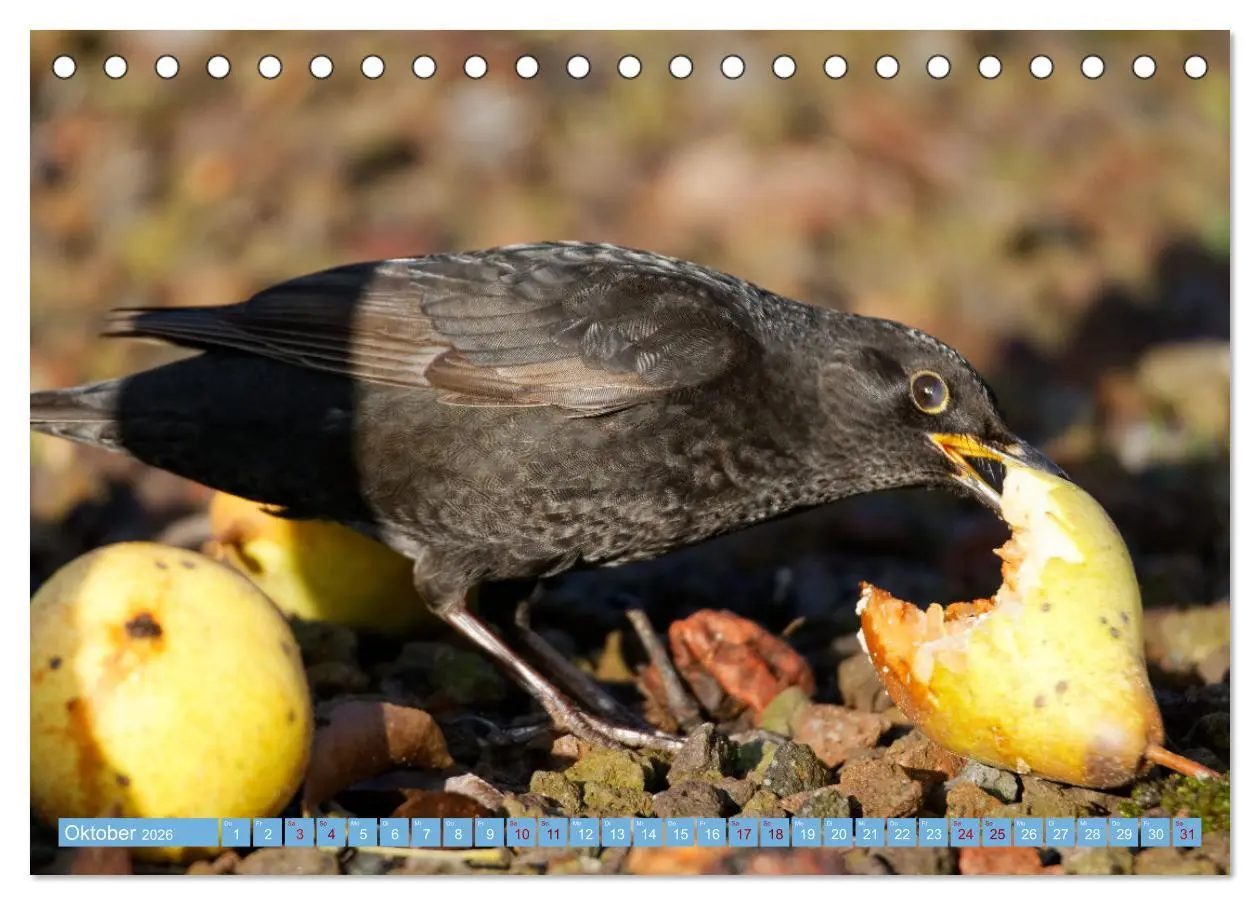 Bild: 9783457447130 | Amsel - Schwarzdrossel fotografiert von Ostfriesenfotografie...