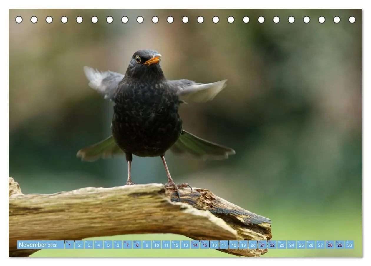 Bild: 9783457447130 | Amsel - Schwarzdrossel fotografiert von Ostfriesenfotografie...