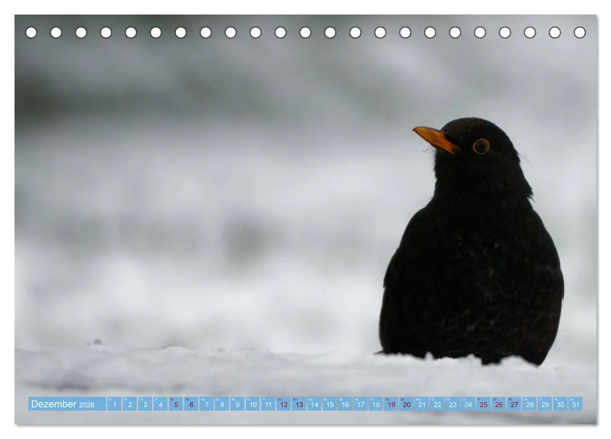 Bild: 9783457447130 | Amsel - Schwarzdrossel fotografiert von Ostfriesenfotografie...