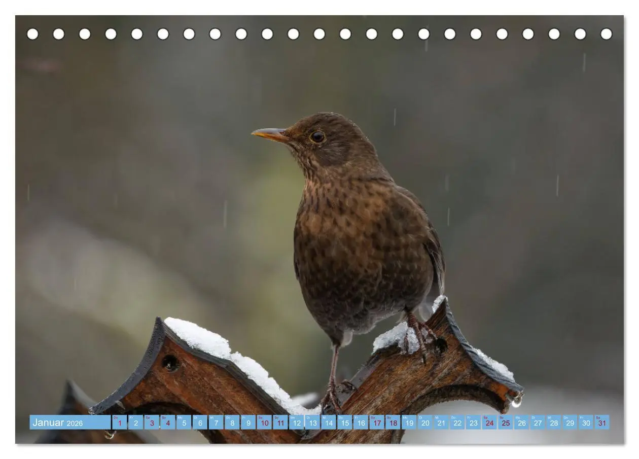 Bild: 9783457447130 | Amsel - Schwarzdrossel fotografiert von Ostfriesenfotografie...