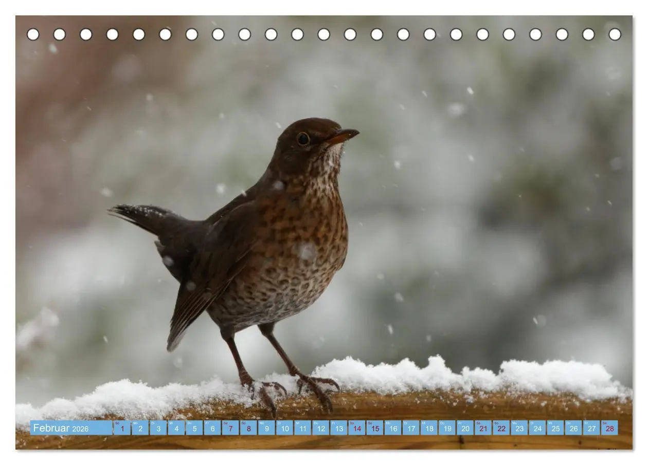 Bild: 9783457447130 | Amsel - Schwarzdrossel fotografiert von Ostfriesenfotografie...