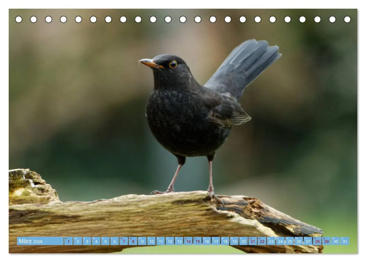 Bild: 9783457447130 | Amsel - Schwarzdrossel fotografiert von Ostfriesenfotografie...