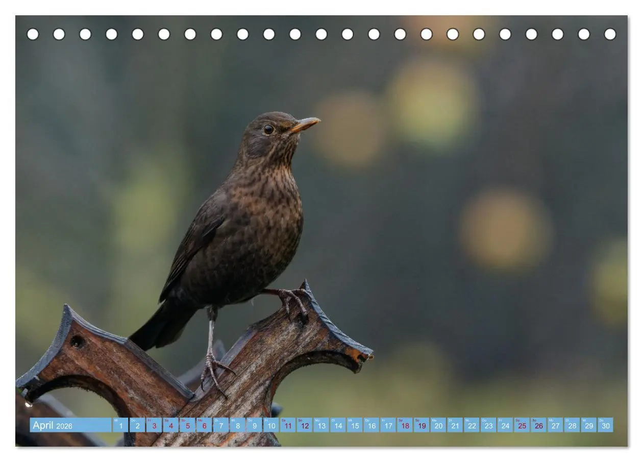 Bild: 9783457447130 | Amsel - Schwarzdrossel fotografiert von Ostfriesenfotografie...