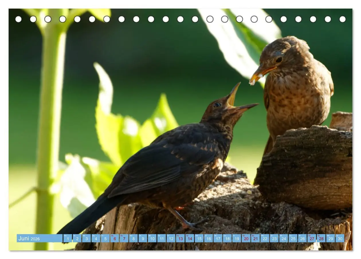 Bild: 9783457447130 | Amsel - Schwarzdrossel fotografiert von Ostfriesenfotografie...