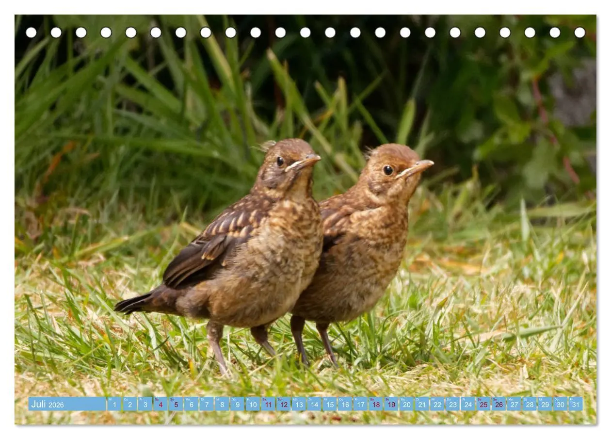 Bild: 9783457447130 | Amsel - Schwarzdrossel fotografiert von Ostfriesenfotografie...
