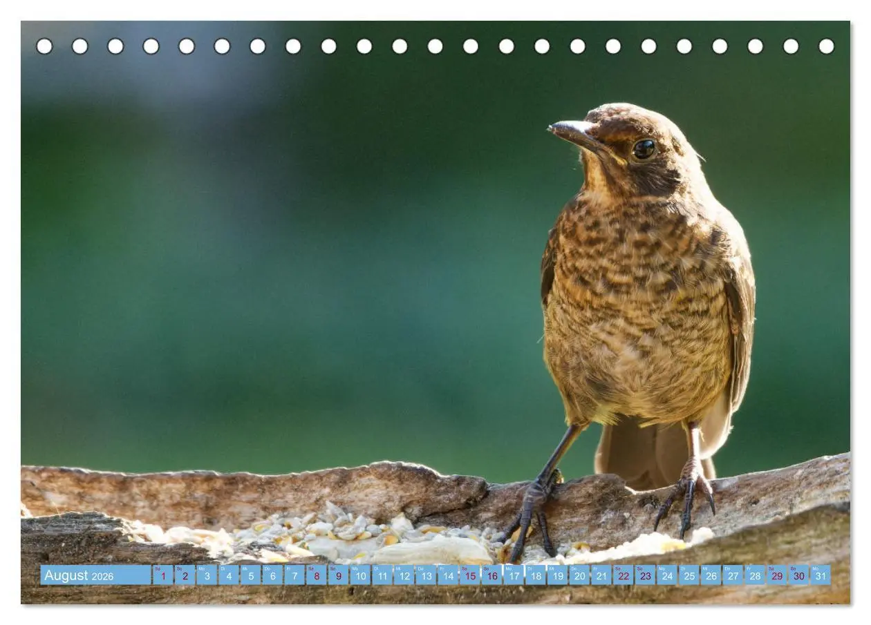 Bild: 9783457447130 | Amsel - Schwarzdrossel fotografiert von Ostfriesenfotografie...
