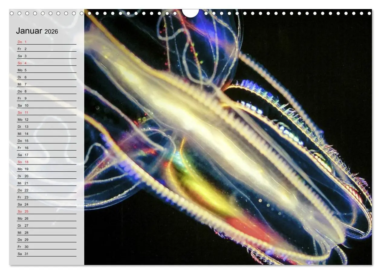Bild: 9783457997130 | Quallen. Die Welt der Medusen (Wandkalender 2026 DIN A3 quer),...