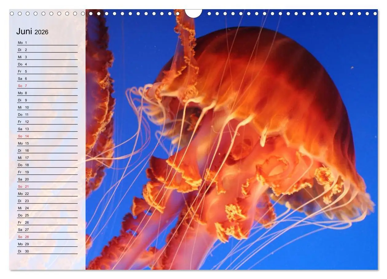 Bild: 9783457997130 | Quallen. Die Welt der Medusen (Wandkalender 2026 DIN A3 quer),...