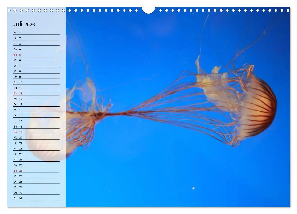 Bild: 9783457997130 | Quallen. Die Welt der Medusen (Wandkalender 2026 DIN A3 quer),...