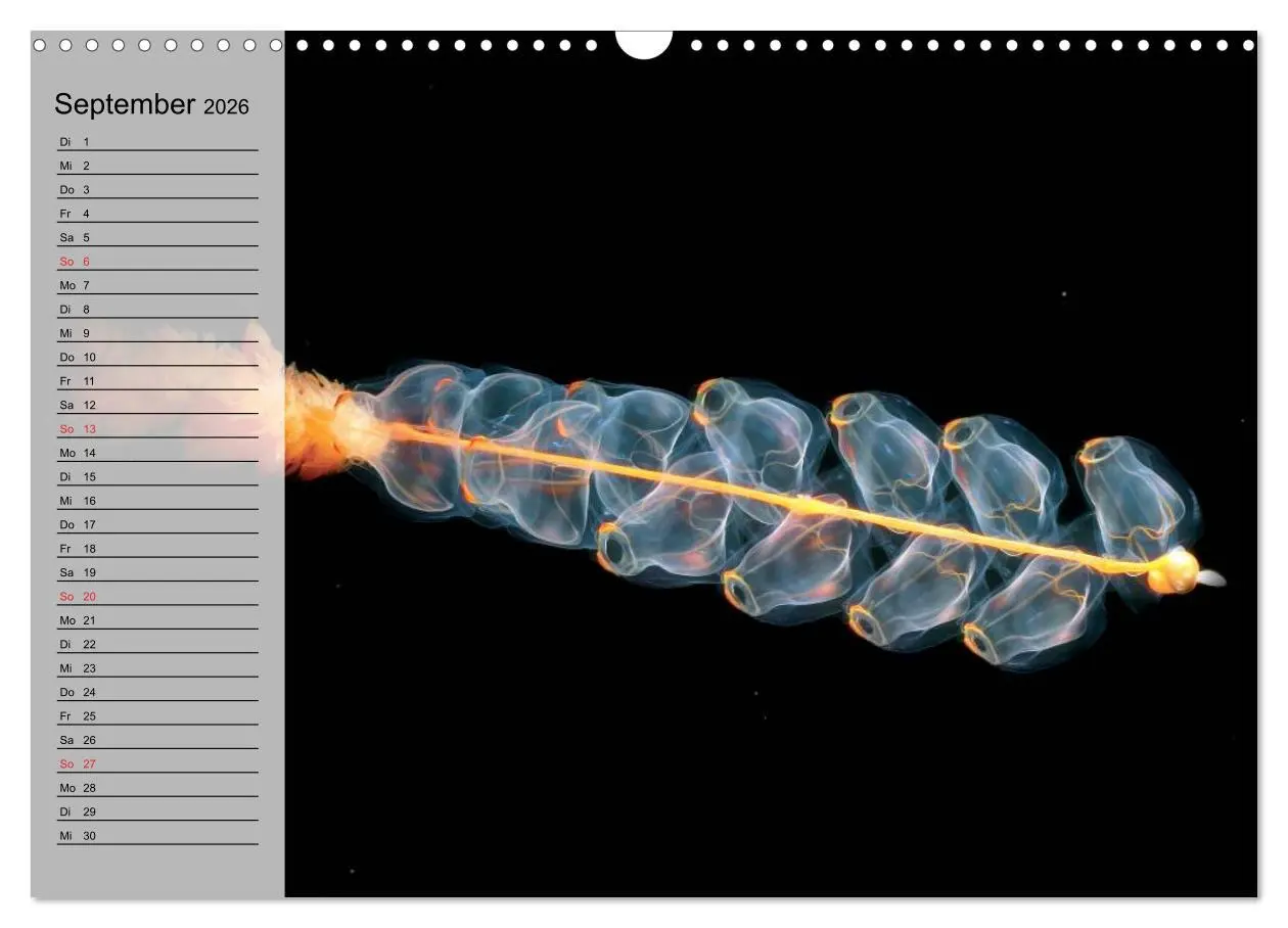Bild: 9783457997130 | Quallen. Die Welt der Medusen (Wandkalender 2026 DIN A3 quer),...