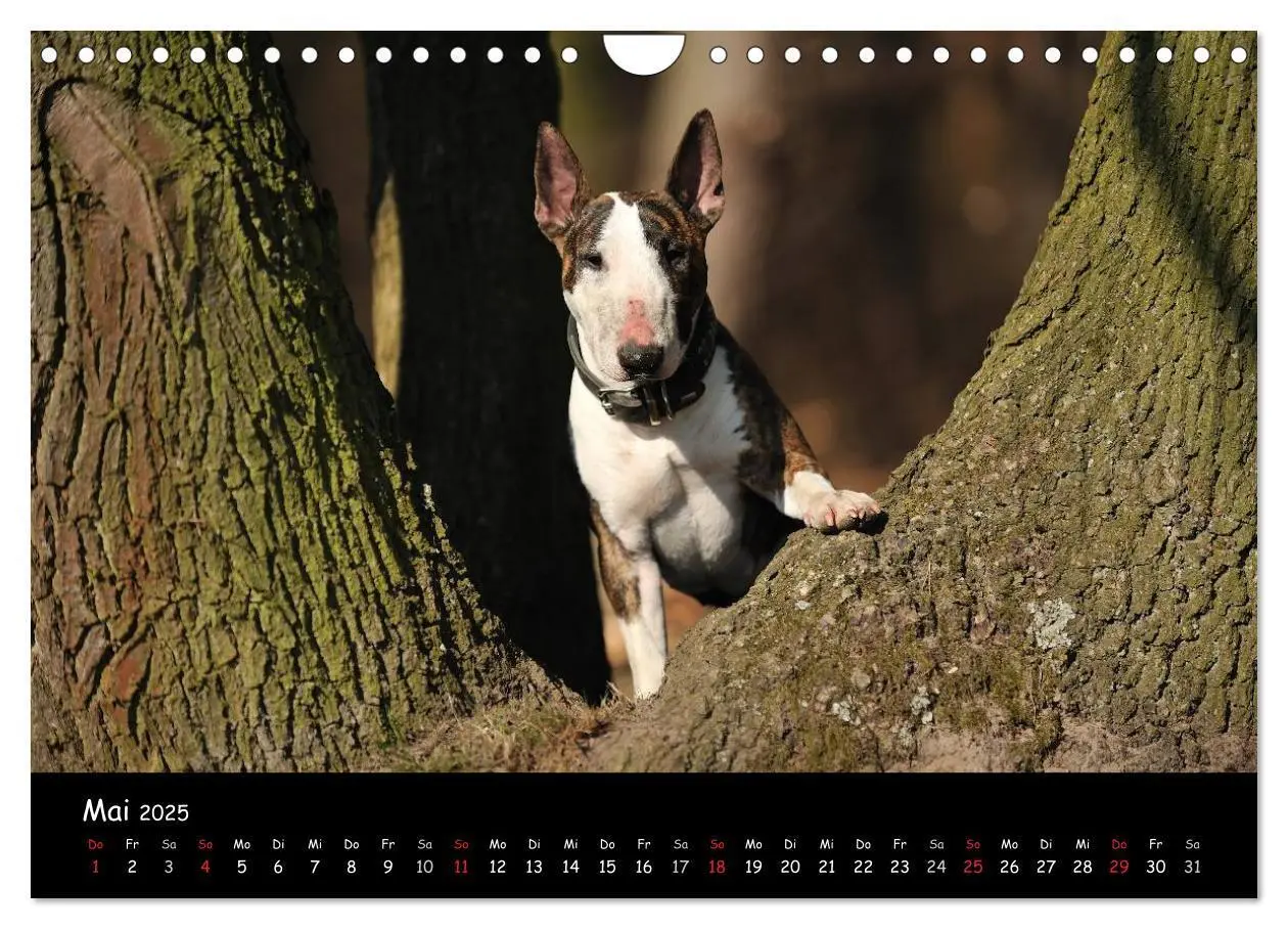 Bild: 9783435587230 | Bullterrier? Was sonst! (Wandkalender 2025 DIN A4 quer), CALVENDO...