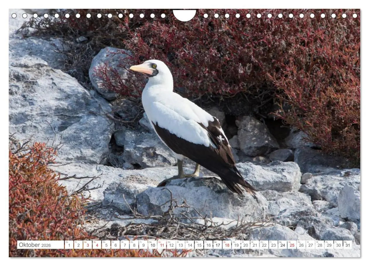 Bild: 9783516077230 | Galapagos. Verzauberte Inseln (Wandkalender 2026 DIN A4 quer),...