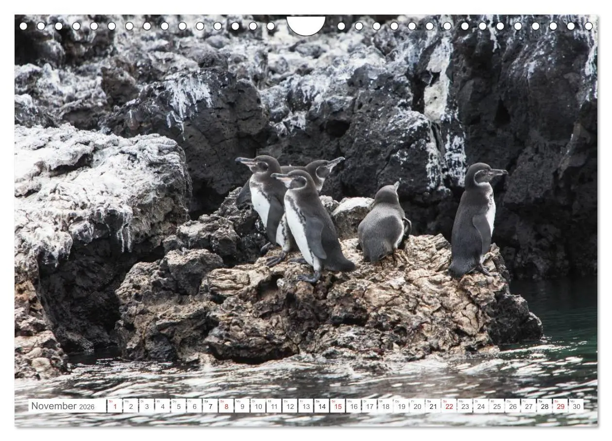 Bild: 9783516077230 | Galapagos. Verzauberte Inseln (Wandkalender 2026 DIN A4 quer),...