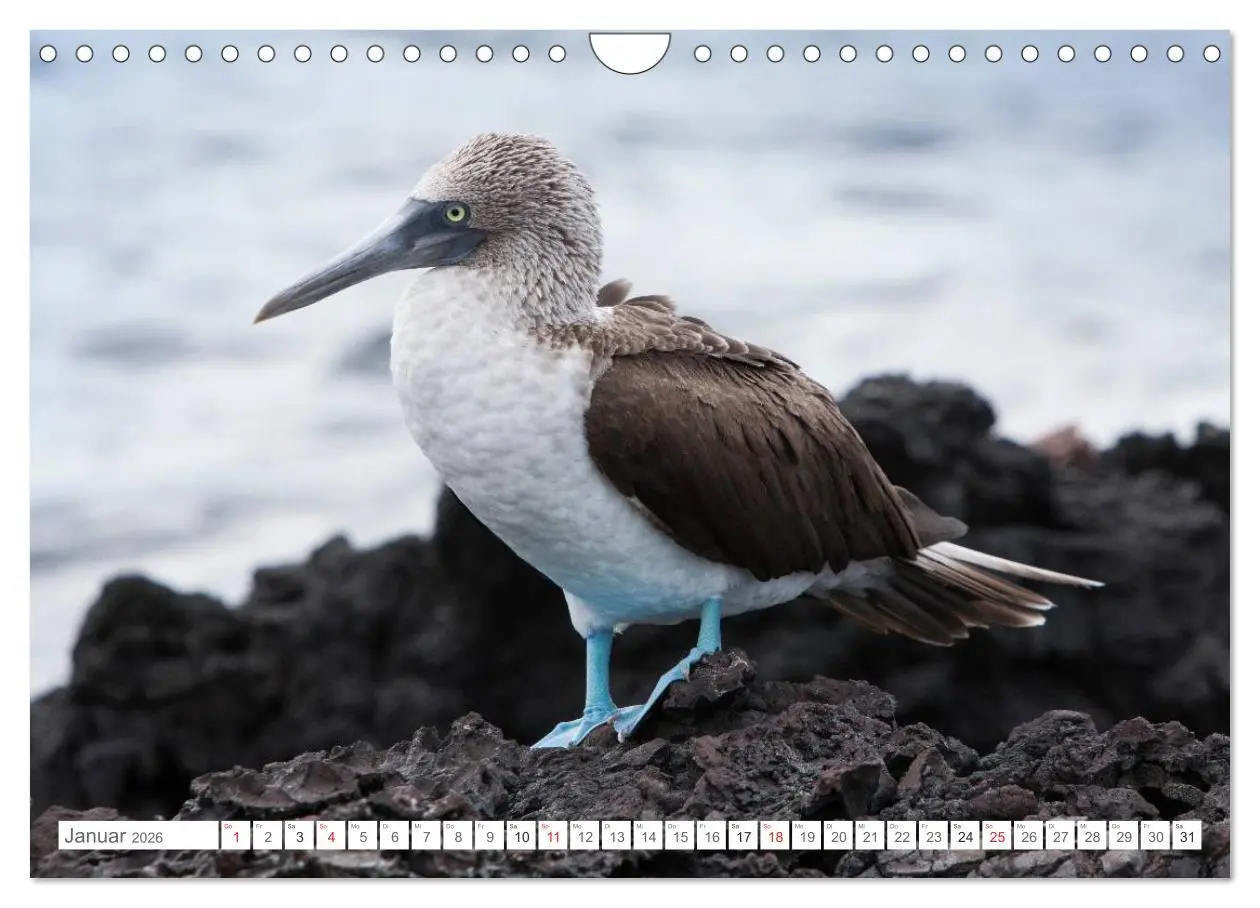 Bild: 9783516077230 | Galapagos. Verzauberte Inseln (Wandkalender 2026 DIN A4 quer),...