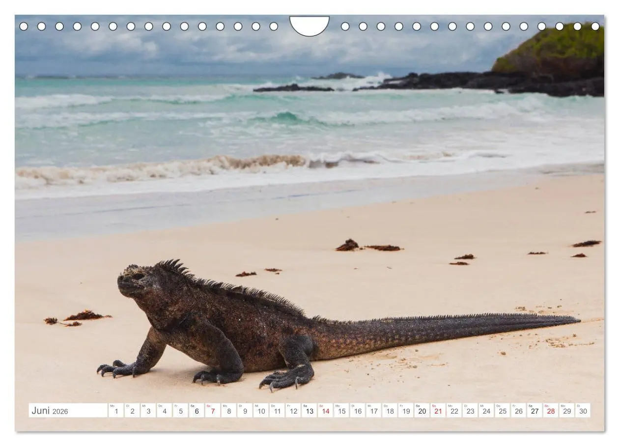 Bild: 9783516077230 | Galapagos. Verzauberte Inseln (Wandkalender 2026 DIN A4 quer),...