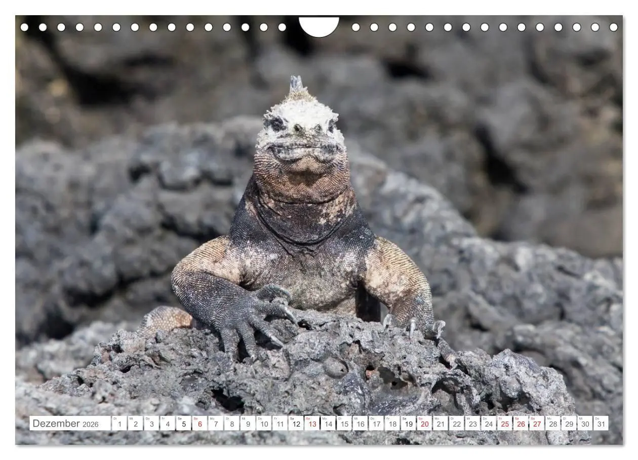 Bild: 9783516077230 | Galapagos. Verzauberte Inseln (Wandkalender 2026 DIN A4 quer),...