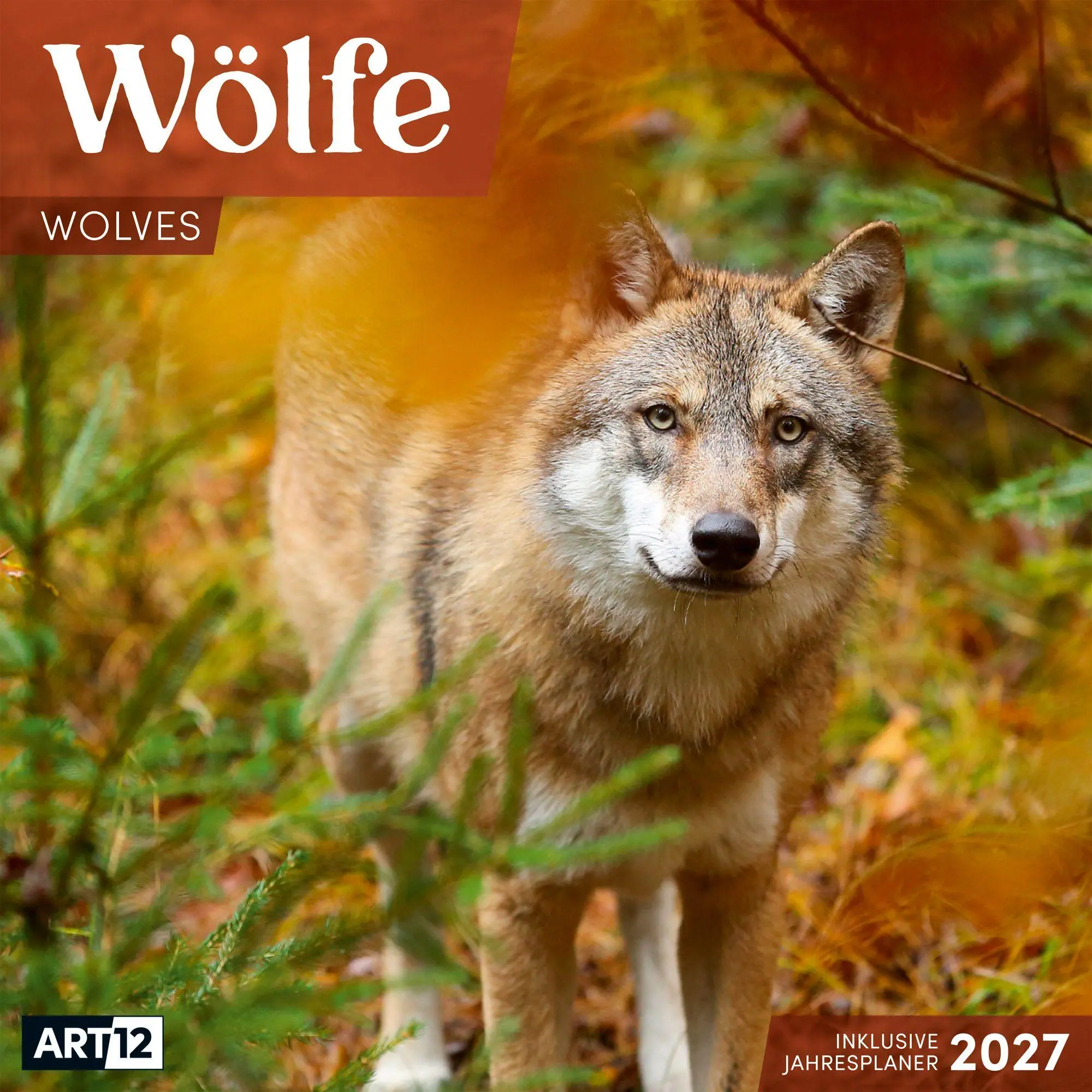 Cover: 9783838447230 | Wölfe Kalender 2027 - 30x30 - Art12 | Ackermann Kunstverlag GmbH
