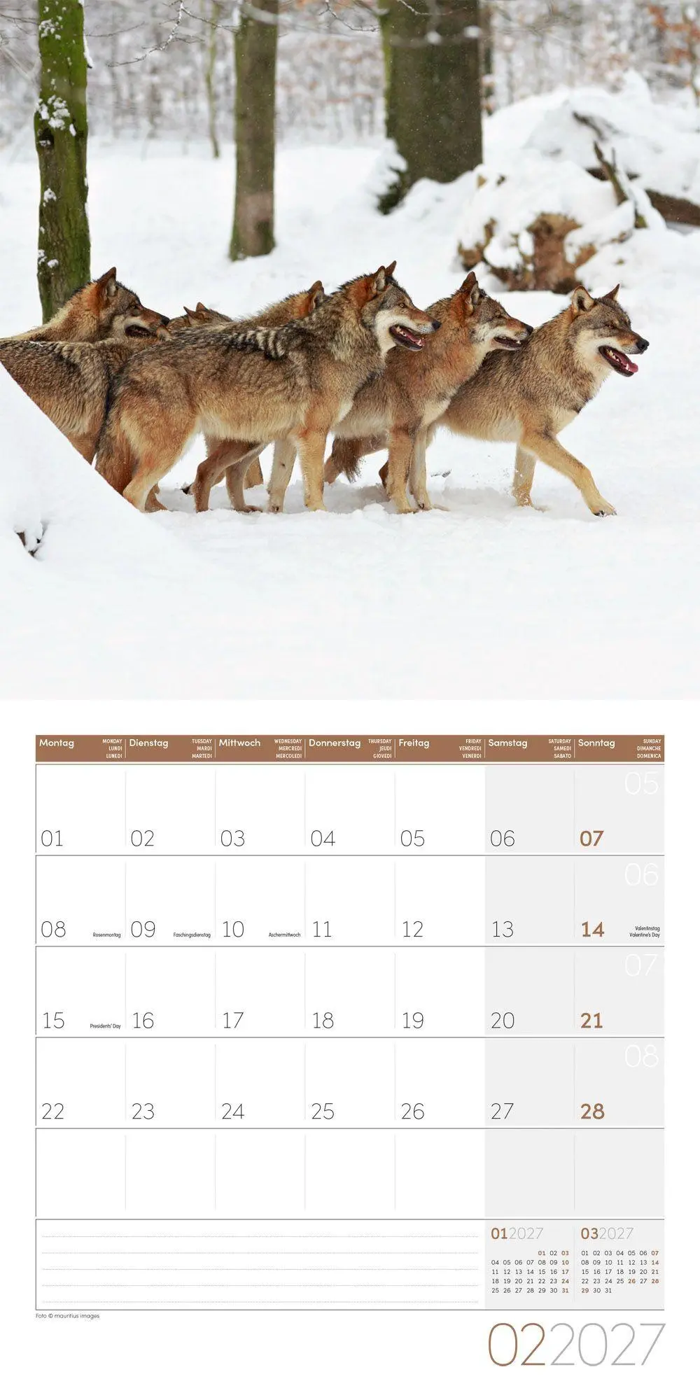 Bild: 9783838447230 | Wölfe Kalender 2027 - 30x30 - Art12 | Ackermann Kunstverlag GmbH