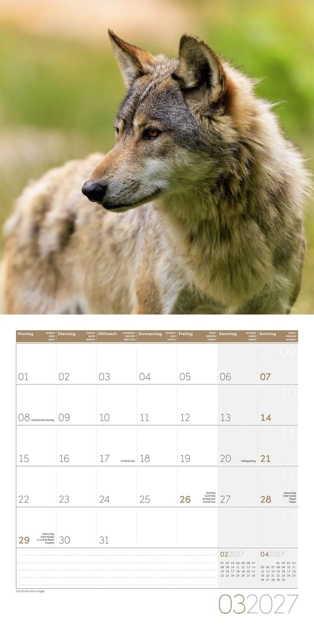 Bild: 9783838447230 | Wölfe Kalender 2027 - 30x30 - Art12 | Ackermann Kunstverlag GmbH
